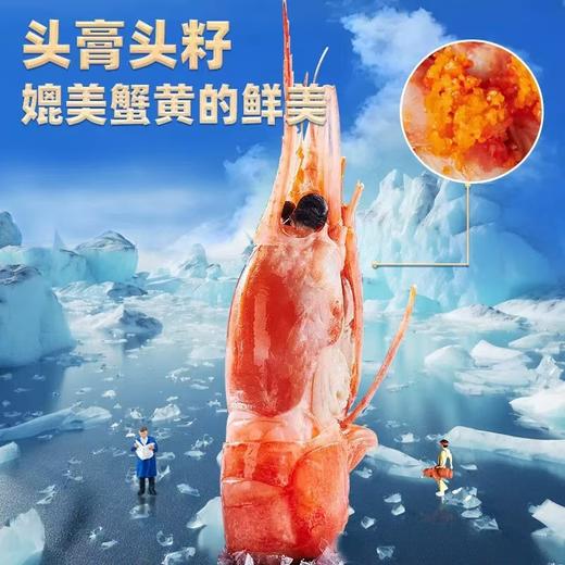 国王北极甜虾-头籽原箱北极虾1.5KG规格50-70【SP】 商品图2