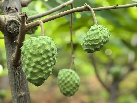 生态释迦果｜元江｜顺丰 商品图7