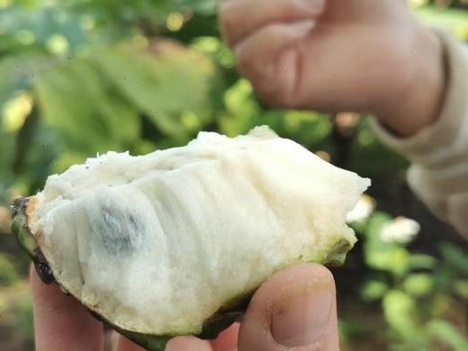 生态释迦果｜元江｜顺丰 商品图11