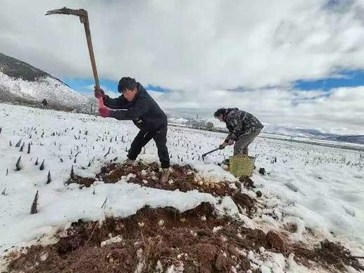 离太阳最近的鲜雪百合  香格里拉高山鲜百合 商品图4