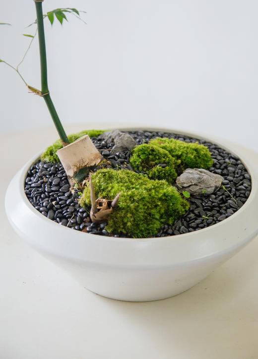 勒竹盆栽 商品图1