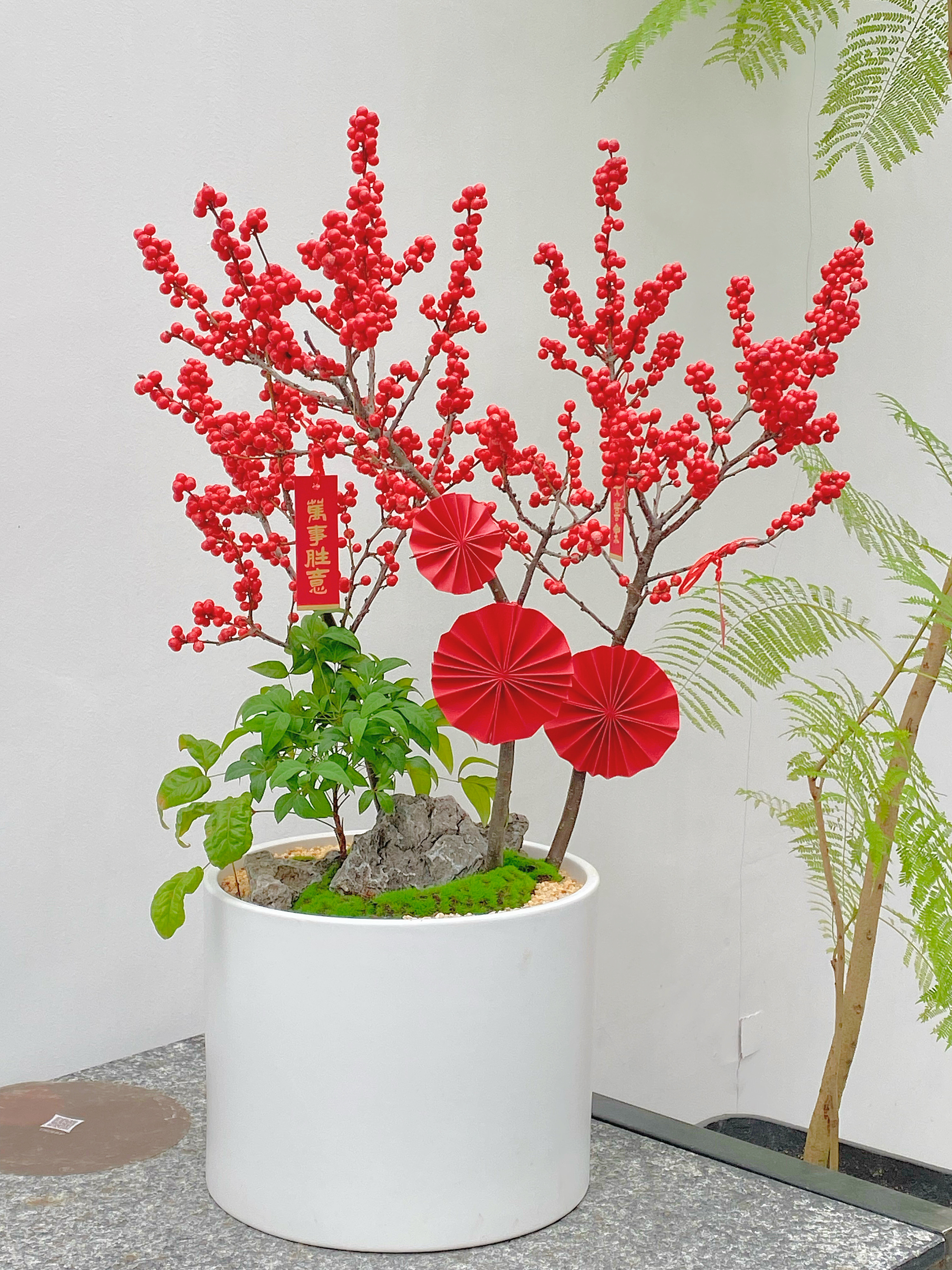 北美冬青(中)/MXY680