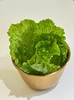 生菜 商品缩略图0