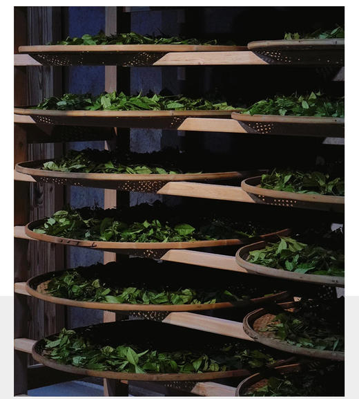 武夷核心正岩 奇兰 荔枝木碳焙 6泡*8.3克 约50克 商品图8