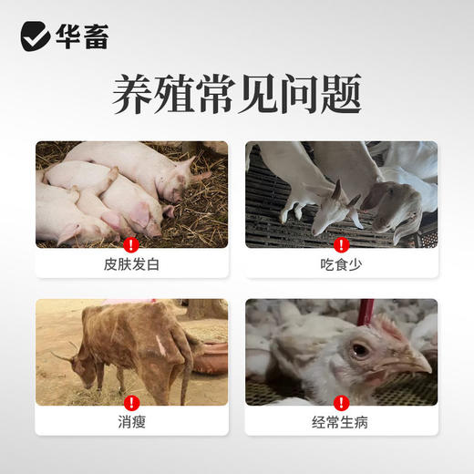 【积分兑换】华畜兽用开胃枣粉维生素开胃健脾促食猪牛羊催肥调理肠胃促生长 商品图1