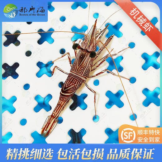 机械虾Rhynchocinetes durbanensis 商品图1