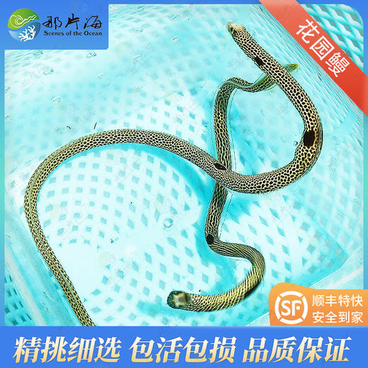 花园鳗Heteroconger hassi 商品图1