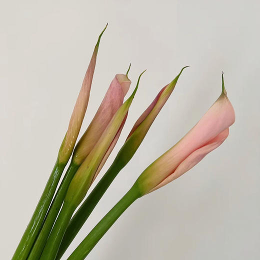 马蹄莲.火烈鸟 商品图3