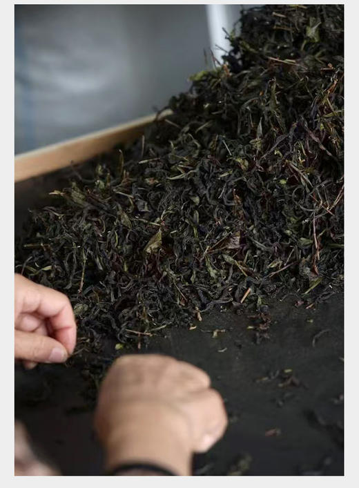 武夷核心正岩 奇兰 荔枝木碳焙 6泡*8.3克 约50克 商品图10