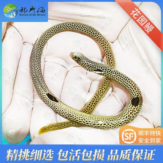花园鳗Heteroconger hassi 商品图0