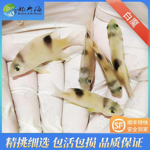 双印魔 商品图0