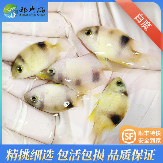 双印魔 商品图1