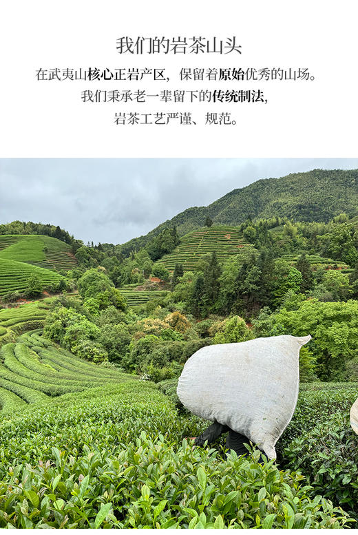 武夷核心正岩 奇兰 荔枝木碳焙 6泡*8.3克 约50克 商品图7