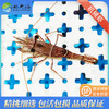 机械虾Rhynchocinetes durbanensis 商品缩略图0