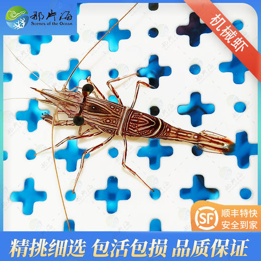 机械虾Rhynchocinetes durbanensis 商品图0