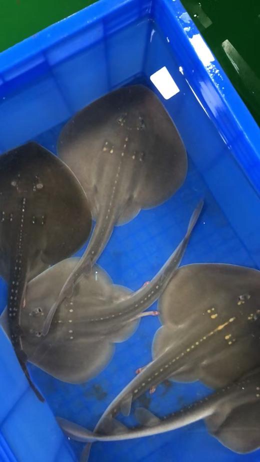 团扇鳐 商品图0