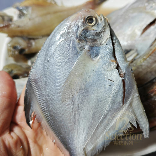 黄渤海冷水三去海杂鱼，银鲳鱼、红头鱼、尾鱼、 偏口鱼、带鱼段、白菇鱼，6种海鱼随意混搭4种（不接受指定） 商品图6