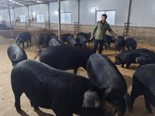 【预售-12月25日发货】合作产品/ 生态散养黑毛土猪冷鲜肉  （非冷冻） 顺丰空运  任意搭配2件起售 「需要单独下单，不可以与蔬菜，大米一起下单，不包邮产品」 商品图5