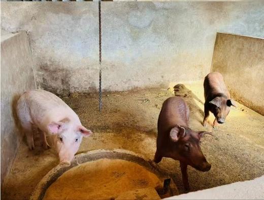 【预售】有机食蔬溜达猪肉 商品图5