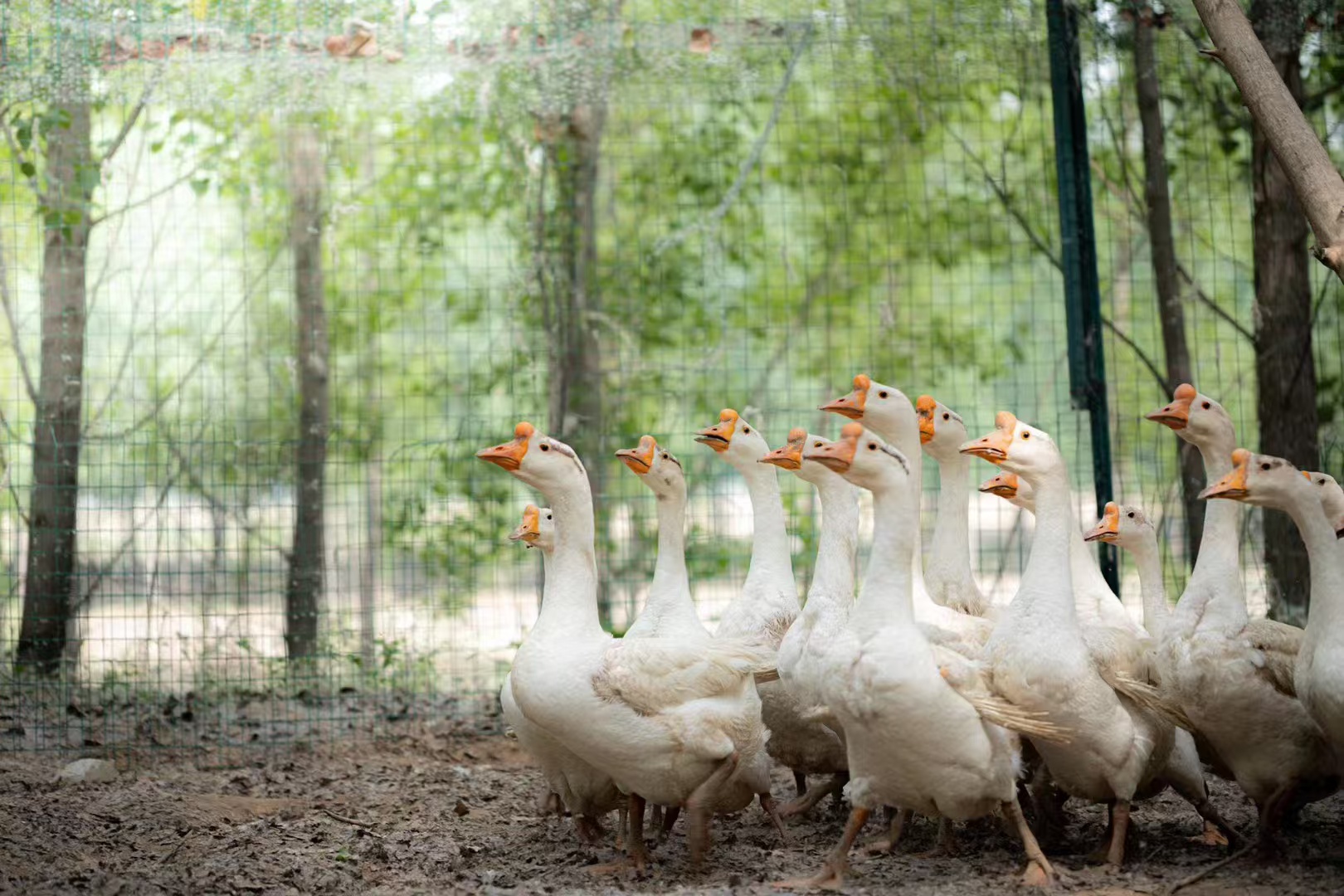 散养大鹅半只装（约3.5斤~4斤）