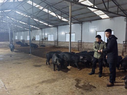 【预售-12月25日发货】合作产品/ 生态散养黑毛土猪冷鲜肉  （非冷冻） 顺丰空运  任意搭配2件起售 「需要单独下单，不可以与蔬菜，大米一起下单，不包邮产品」 商品图3