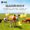 【积分兑换】华畜兽用开胃枣粉维生素开胃健脾促食猪牛羊催肥调理肠胃促生长 商品缩略图3