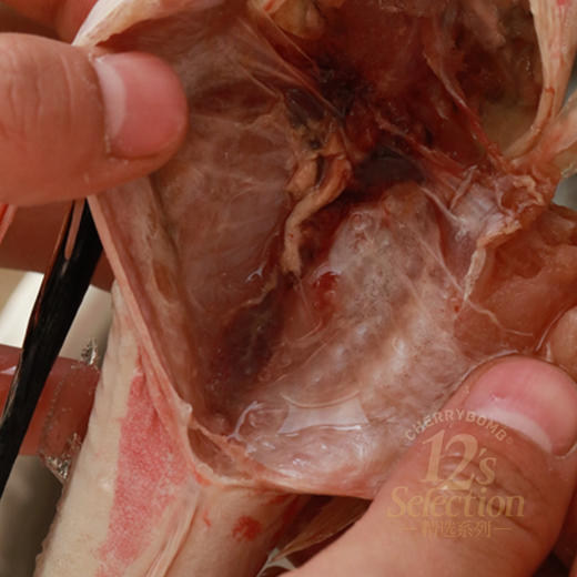 黄渤海冷水三去海杂鱼，银鲳鱼、红头鱼、尾鱼、 偏口鱼、带鱼段、白菇鱼，6种海鱼随意混搭4种（不接受指定） 商品图4