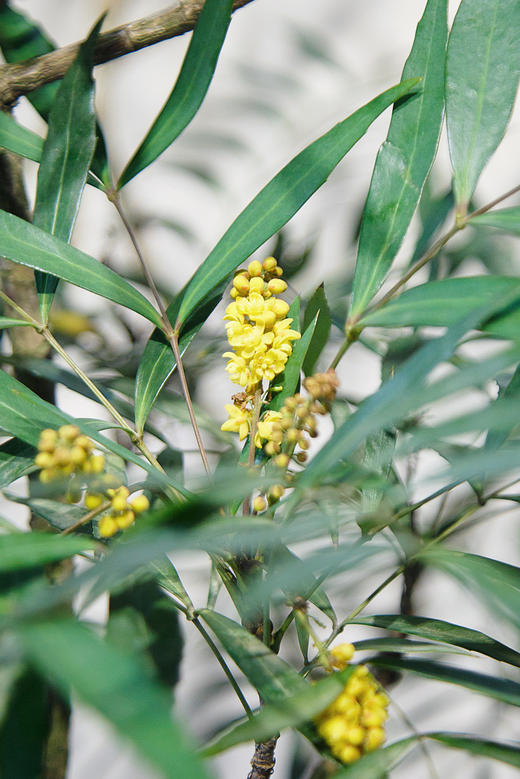 落地盆十大功劳 商品图1