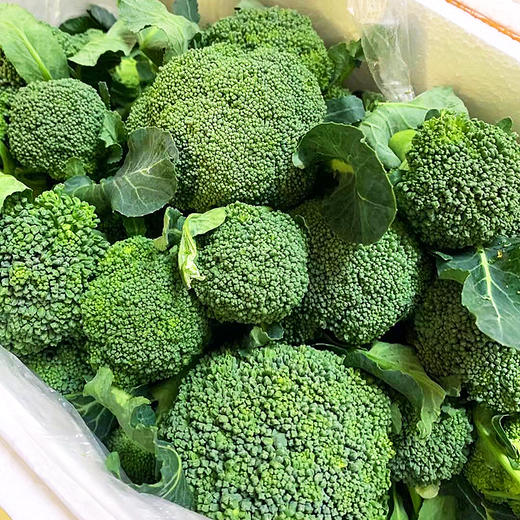 『湖北小西蓝花』宝宝西兰花，新鲜采摘，脆嫩爽口，花蕾紧凑，可食率高，个头袖珍，不用改刀掰碎 商品图13