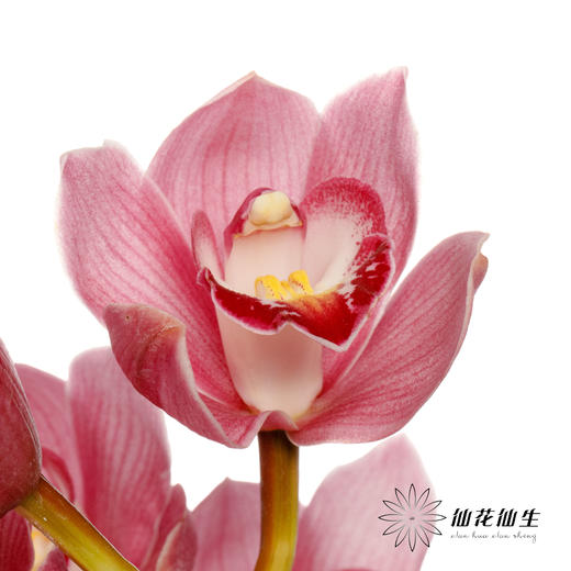 大花蕙兰 | 旭日 商品图0