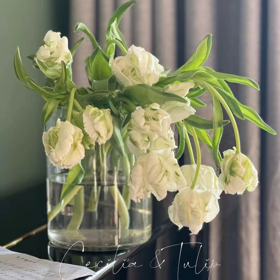 白色鹦鹉嘴郁金香 5枝｜新客福利