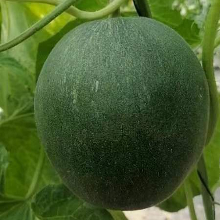 亚洲蜜甜瓜申通包邮