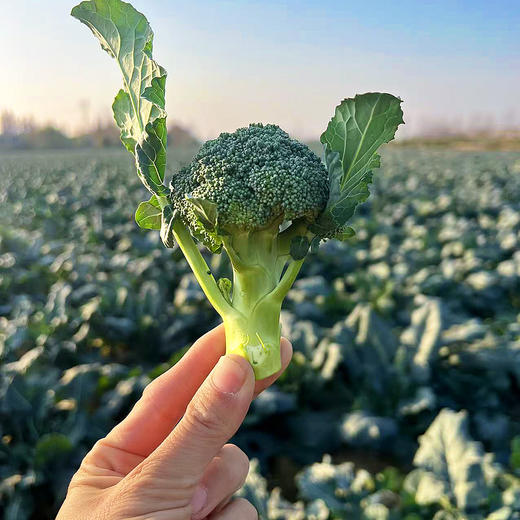 『湖北小西蓝花』宝宝西兰花，新鲜采摘，脆嫩爽口，花蕾紧凑，可食率高，个头袖珍，不用改刀掰碎 商品图11