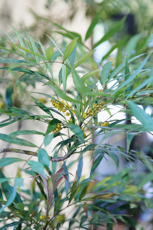 落地盆十大功劳 商品图3