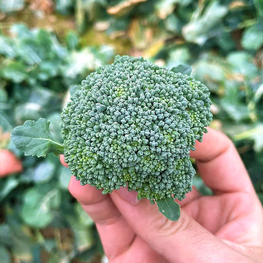 『湖北小西蓝花』宝宝西兰花，新鲜采摘，脆嫩爽口，花蕾紧凑，可食率高，个头袖珍，不用改刀掰碎 商品图12
