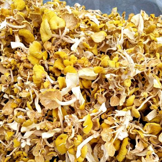 黄金菇—广西隆林黄金菇（鸡油菌）250g/袋 商品图2