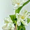 白色鹦鹉嘴郁金香 5枝｜新客福利 商品缩略图1
