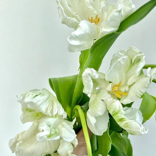白色鹦鹉嘴郁金香 5枝｜新客福利 商品图1