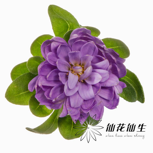 配花 | 迷你菊重瓣紫 商品图0
