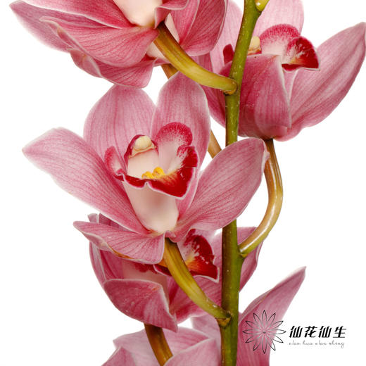 大花蕙兰 | 旭日 商品图2