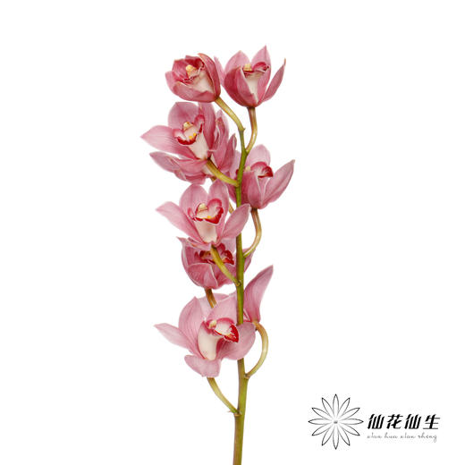 大花蕙兰 | 旭日 商品图1