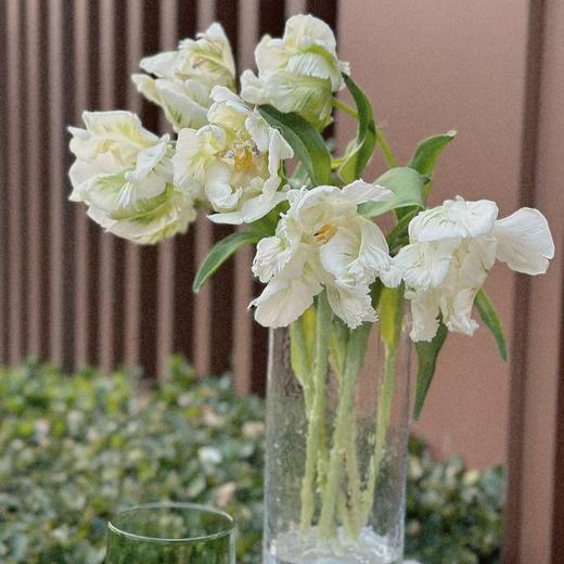 白色鹦鹉嘴郁金香 5枝｜新客福利 商品图3