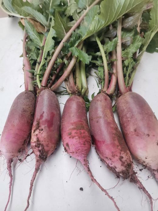 冰激凌萝卜（2斤/份） 商品图0