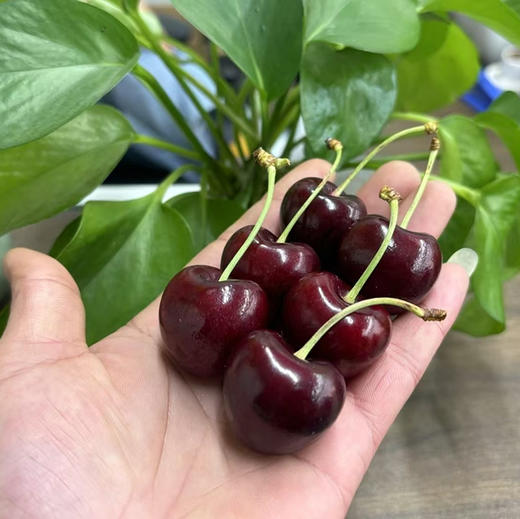 福利：智利🇨🇱红车厘子🍒双JJ 车厘子硬度特别高，外形饱满，吃口脆甜～ 个大核小✨肉厚汁多 嘎嘎好吃 商品图7