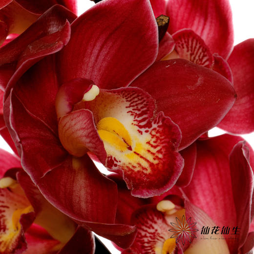 兰花 | 大花蕙兰车厘子 商品图3