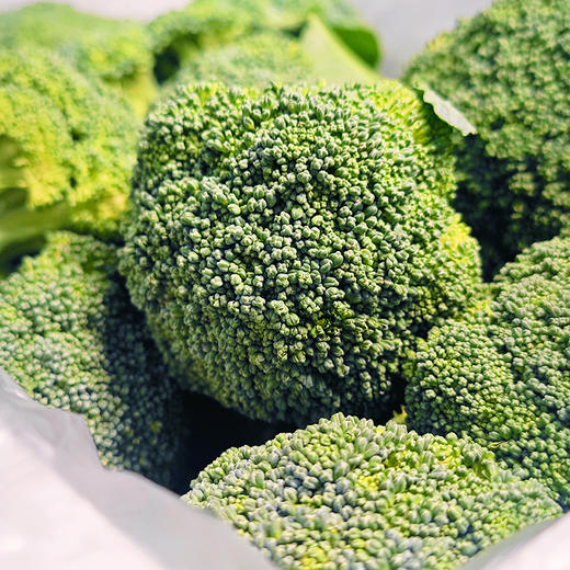 『湖北小西蓝花』宝宝西兰花，新鲜采摘，脆嫩爽口，花蕾紧凑，可食率高，个头袖珍，不用改刀掰碎 商品图10