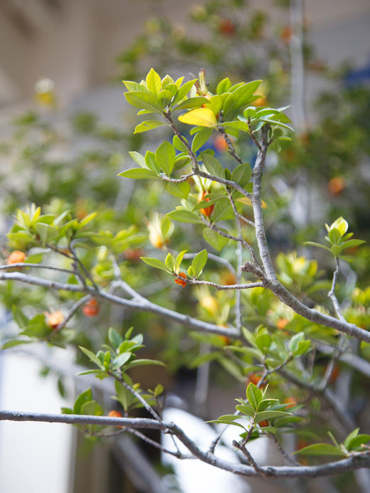 3M高落地海岛栀子花(中意可咨询客服) 商品图4