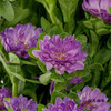 配花 | 迷你菊重瓣紫 商品缩略图1