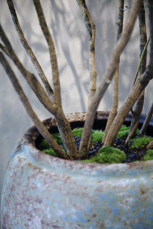 落地盆十大功劳 商品图2