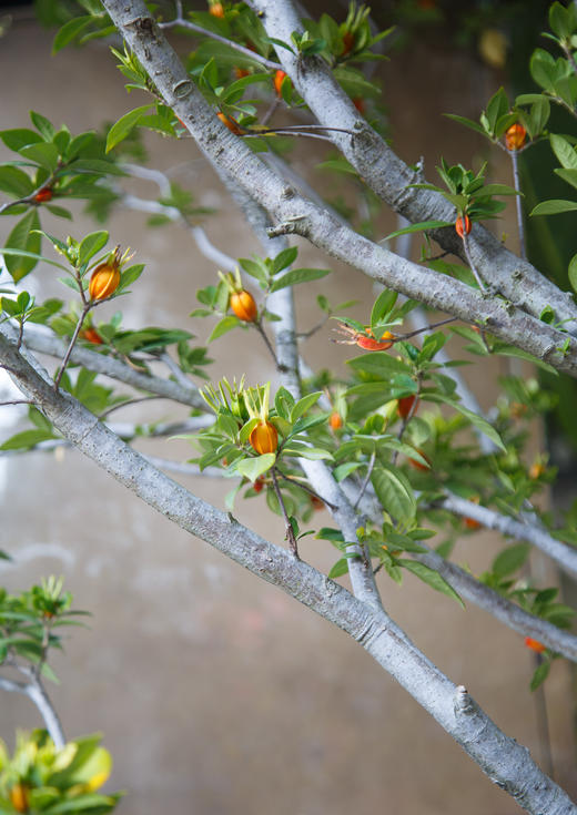 3M高落地海岛栀子花(中意可咨询客服) 商品图5